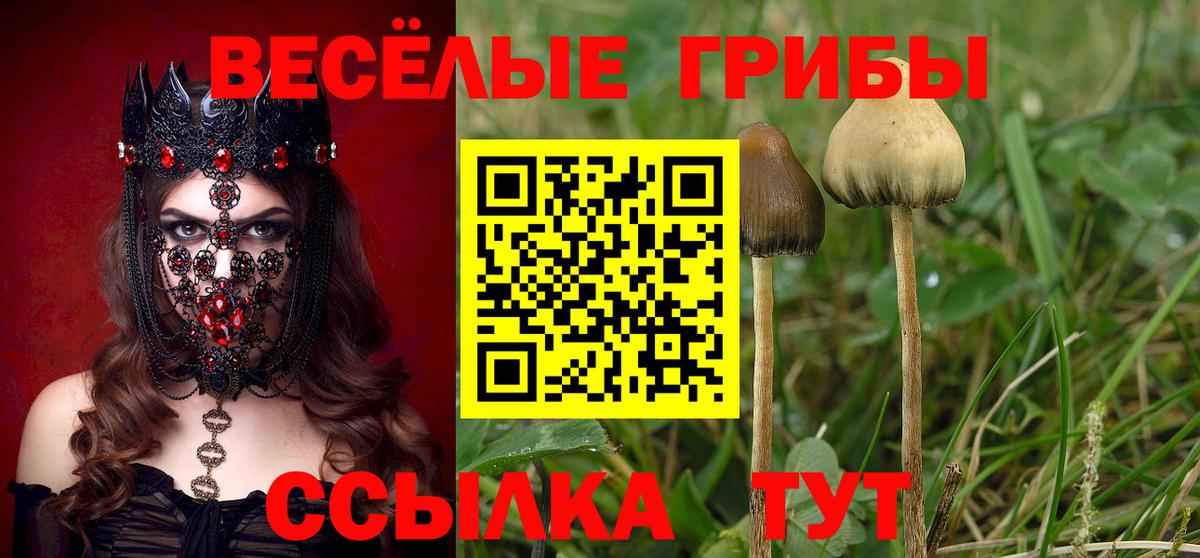 Псилоцибиновые грибы Cubensis Соль-Илецк